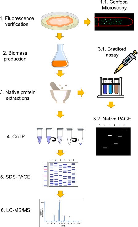 Protein-protein interactions were pull-down by Co-IP and identified by LC-MS/MS