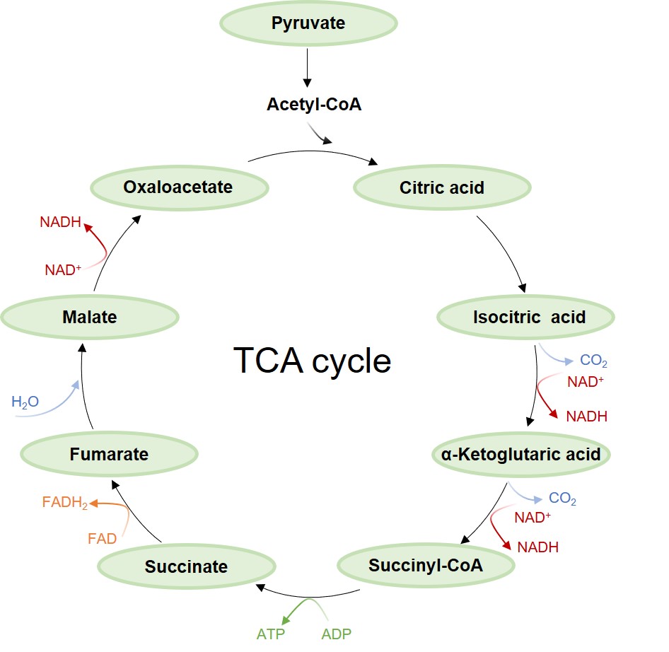 Schematic diagram of the TCA cycle