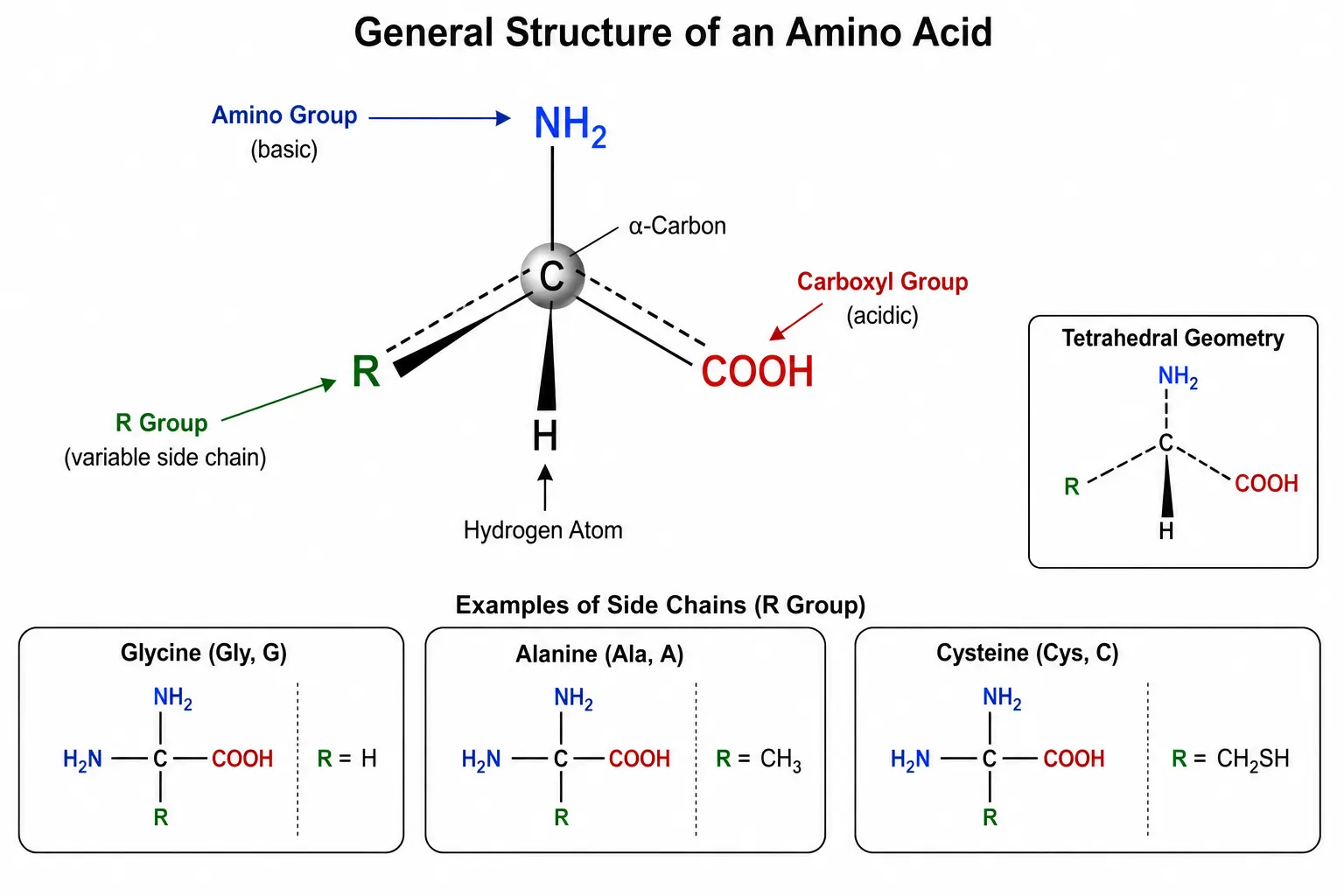 Amino Acid Chemistry and Analysis: A Technical Guide from Molecular Structure to Analytical Strategy