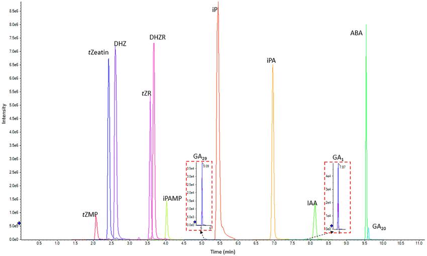 LC-MS chromatogram showing the separation of 13 phytohormone standards (0.5 μg/mL each) including CKs, IAA, ABA, and GAs.