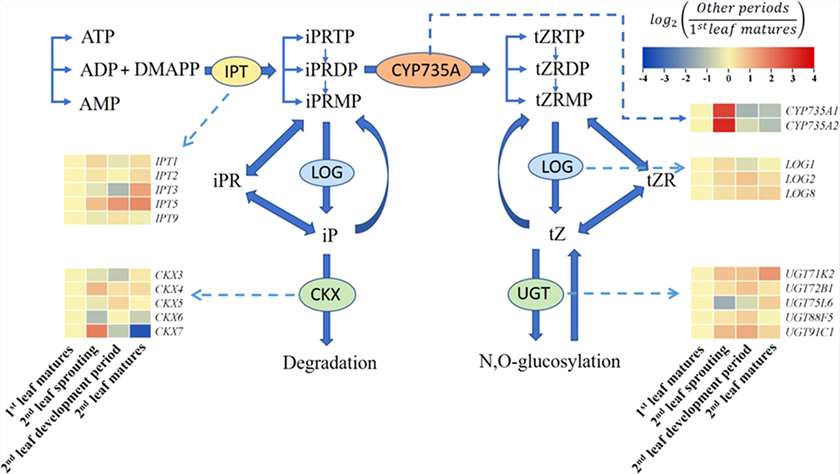 Summary of the cytokinin biosynthesis and catabolism pathways.
