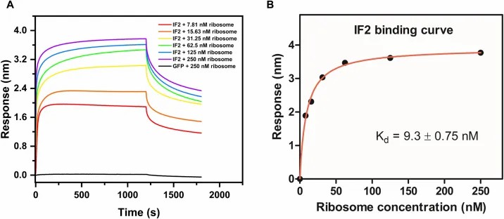 Illustrative BLI case-study visual inspired by published Figure 4, showing sensorgram output and affinity-curve style comparison for interaction validation.