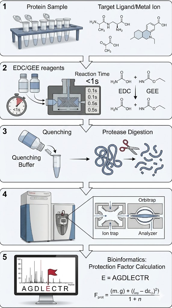 Optimized EDC-mediated carboxyl footprinting workflow highlighting strict reaction control.