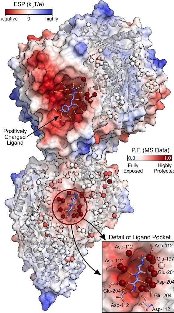 3D Electrostatic Potential (ESP) Mapping