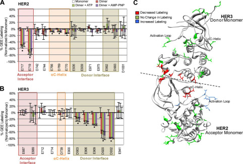 Carboxyl Footprinting MS mapping of the HER2-HER3 receptor interface