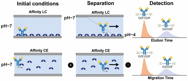 Extracted ion chromatograms differentiating specific binding signatures in an Affinity Separation-MS workflow
