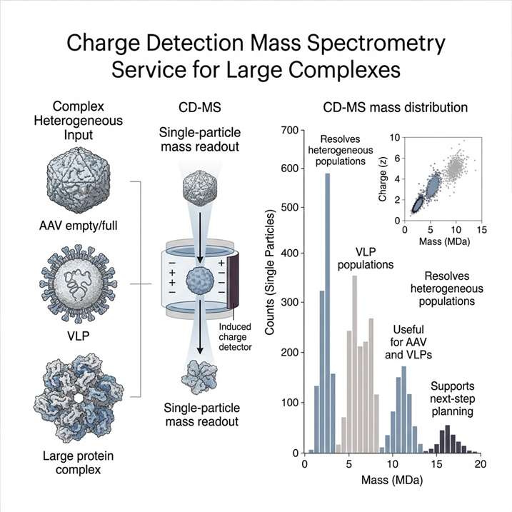 Charge detection mass spectrometry overview for large complexes, showing single-particle mass readout, heterogeneous population resolution, and viral particle characterization.