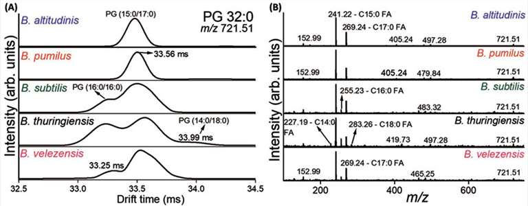 Gas-phase CCS values correlating with structural binding states