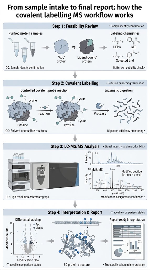 Vertical workflow of covalent labelling mass spectrometry service with QC checkpoints