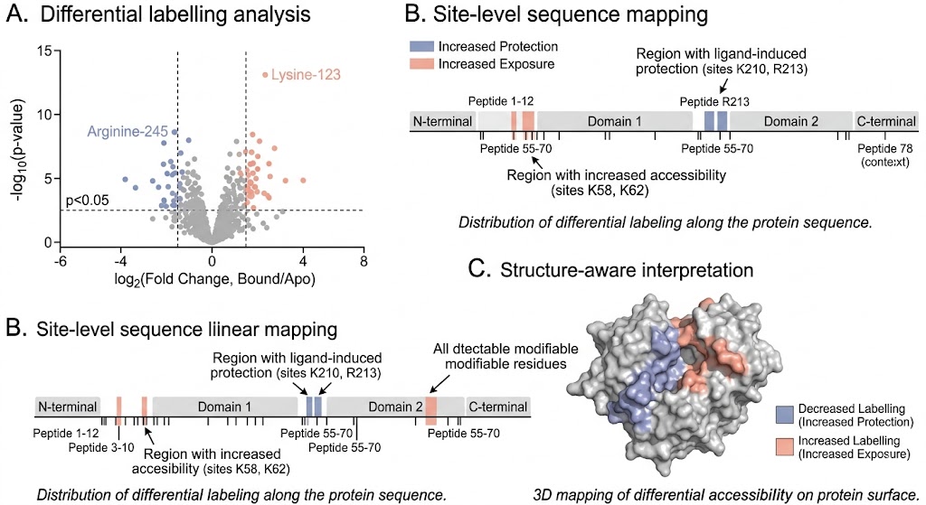 Integrated covalent labelling MS demo results showing differential sites and structure mapping