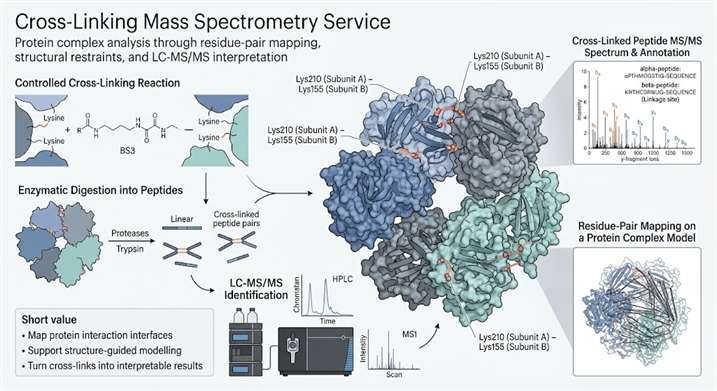 Cross-linking mass spectrometry service overview for protein complex and interaction analysis