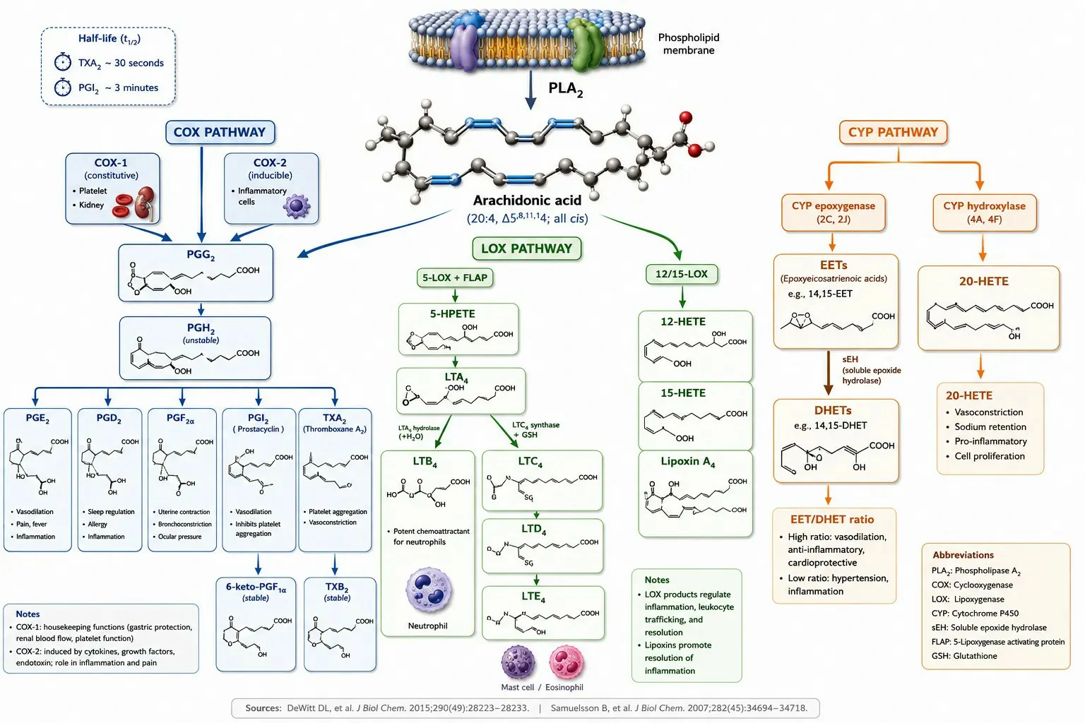 Eicosanoids: Biosynthesis, Metabolism, Disease Implications, and Analytical Approaches