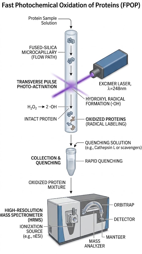 FPOP-MS experimental workflow featuring precision excimer laser irradiation and strict dosimetry control