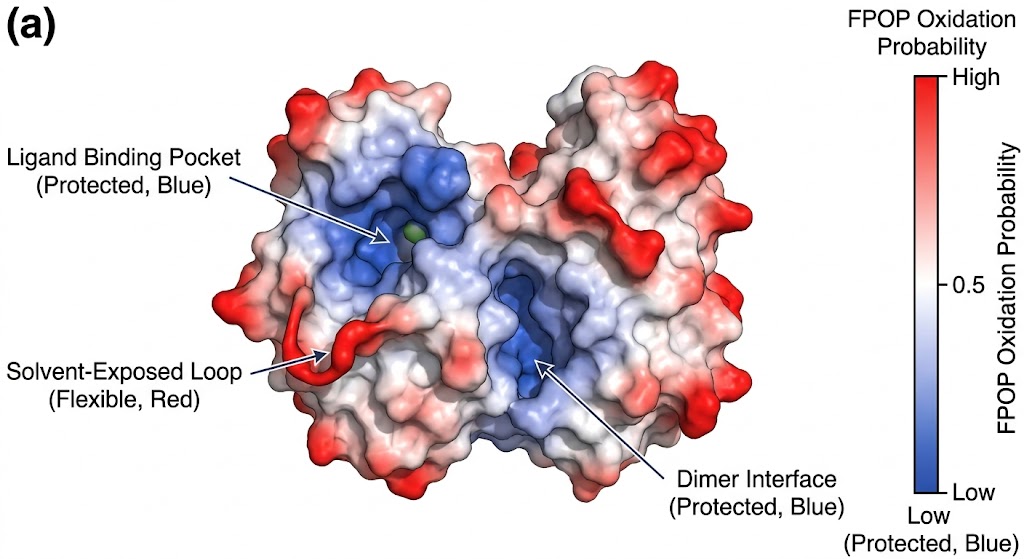 3D Structural Oxidation Heatmap on PDB model