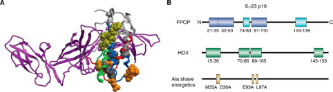 Structural proteomics insights derived from FPOP mass spectrometry mapping