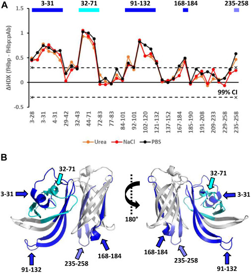 HDX-MS identifying binding interfaces of polyclonal antibodies on the fHbp antigen