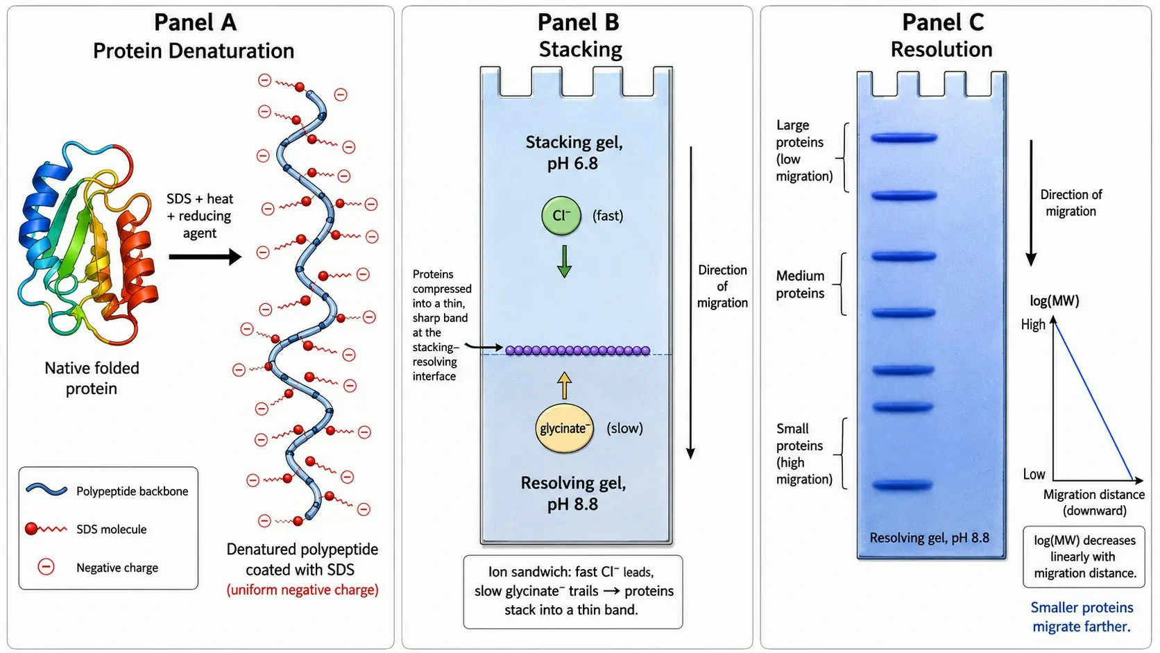 SDS-PAGE Work: Principles, Protocols, and Applications in Protein Analysis