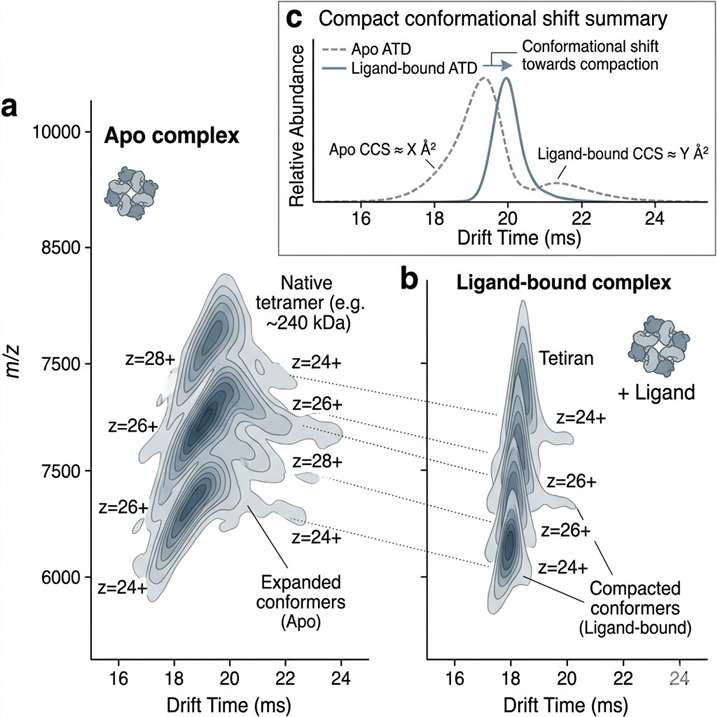 2D IM-MS view showing native complex conformation and ligand binding effects.