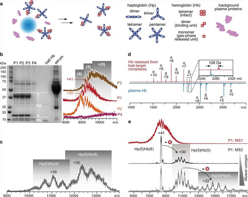 Native ESI-MS case-study figure view showing heterogeneous complex populations and donor-dependent oligomeric distributions.