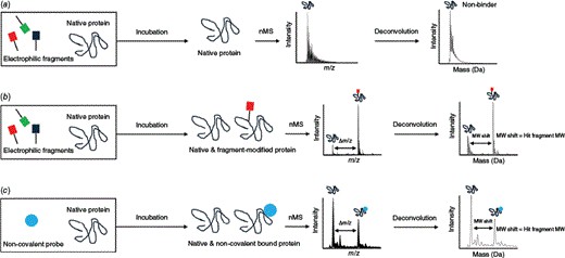 Published case-study figure showing native MS workflow for electrophilic fragment screening and interpretation of unchanged, covalent-bound, and noncovalent-bound protein signals.