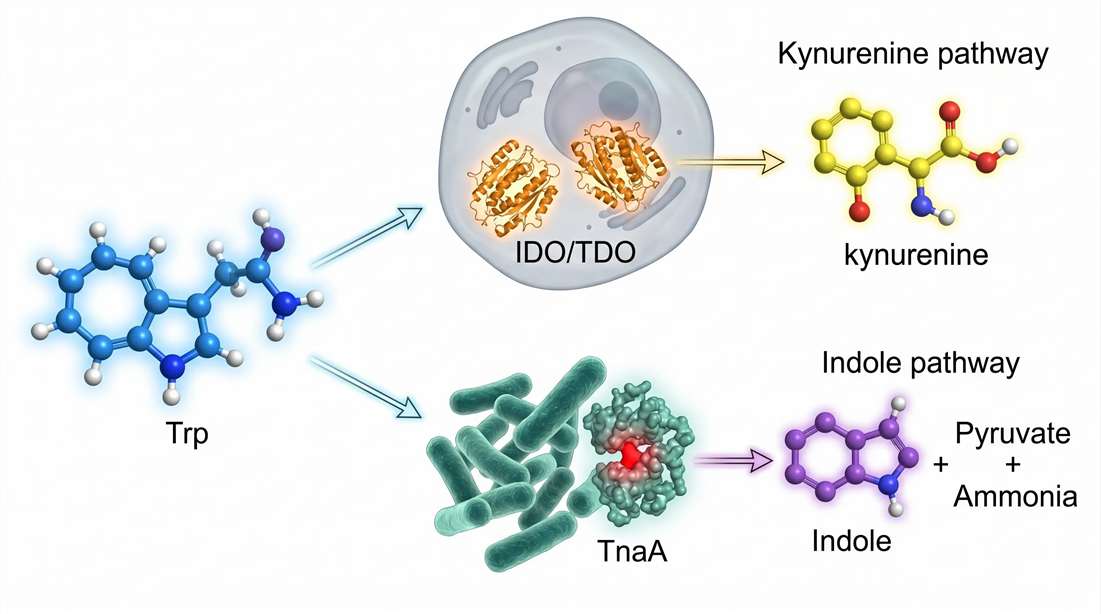 The Indole Metabolome: Tryptophan Flux Dynamics, Microbial Transformation, and AhR Signaling Kinetics