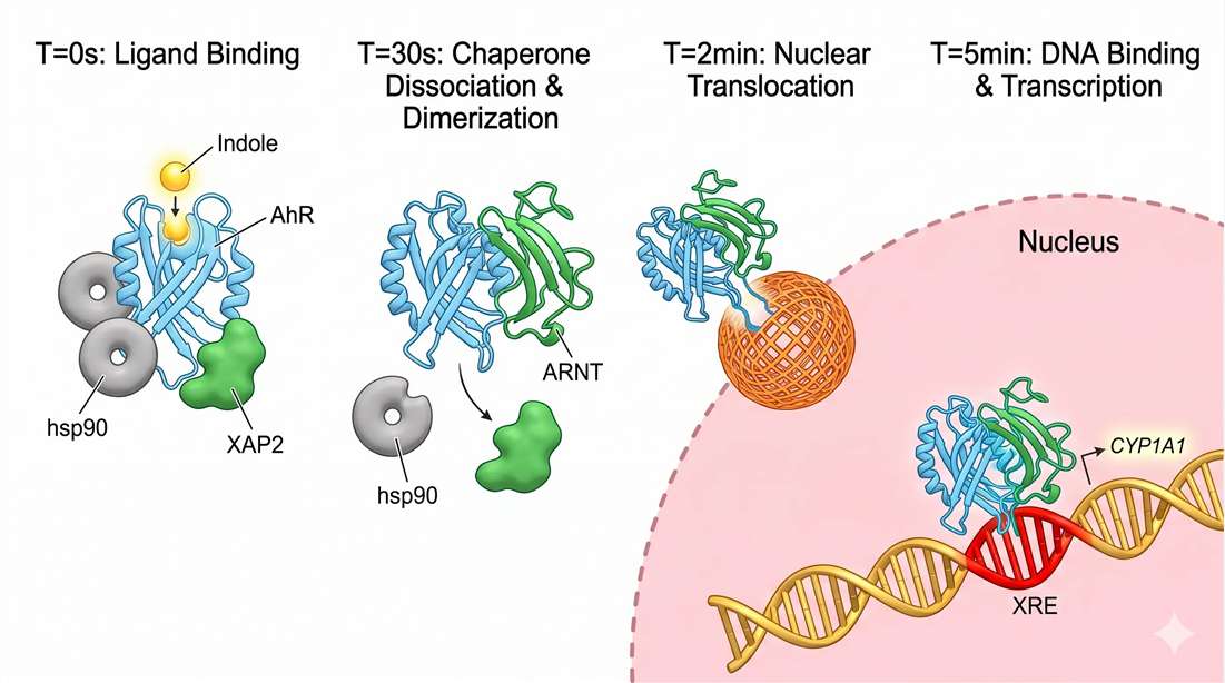Kinetic timeline of indole-induced AhR signal transduction
