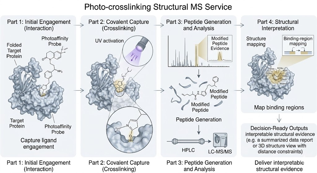 Photo-crosslinking Structural MS overview showing ligand engagement, photoactivation, LC-MS/MS interpretation, and binding-region mapping workflow.