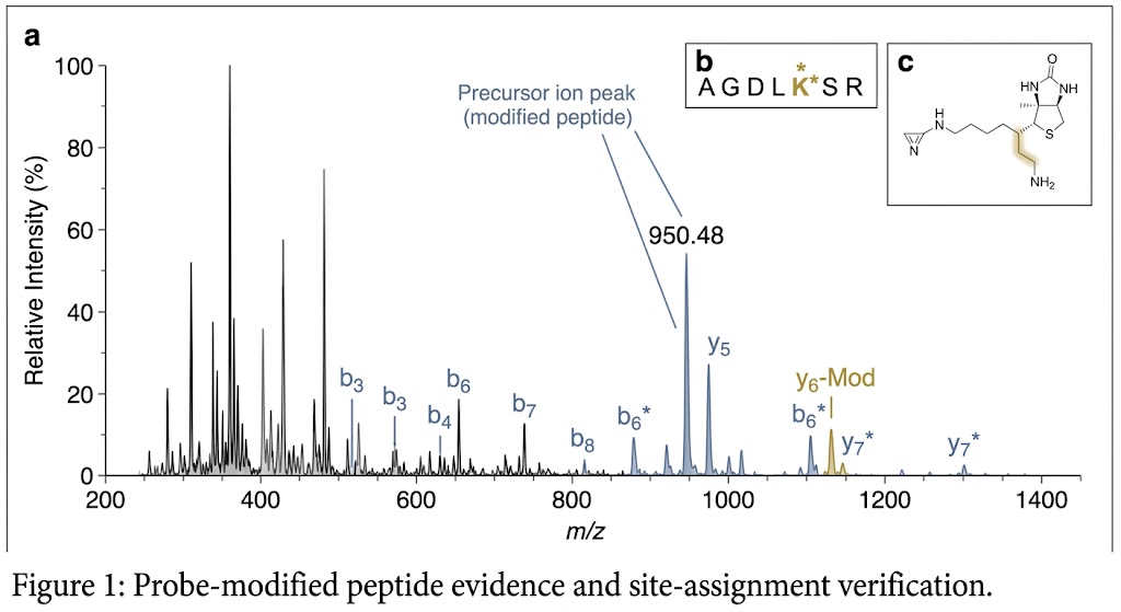 Annotated modified-peptide spectrum demonstrating probe-modified site evidence in Photo-crosslinking Structural MS.