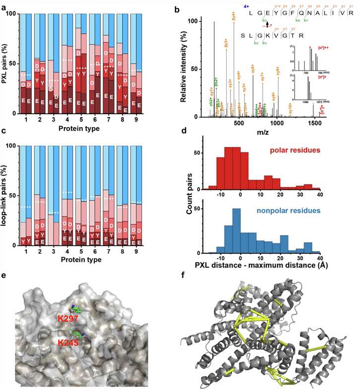 Figure 5f from a diazirine photo-crosslinking study showing structure-mapped distance information on BSA.