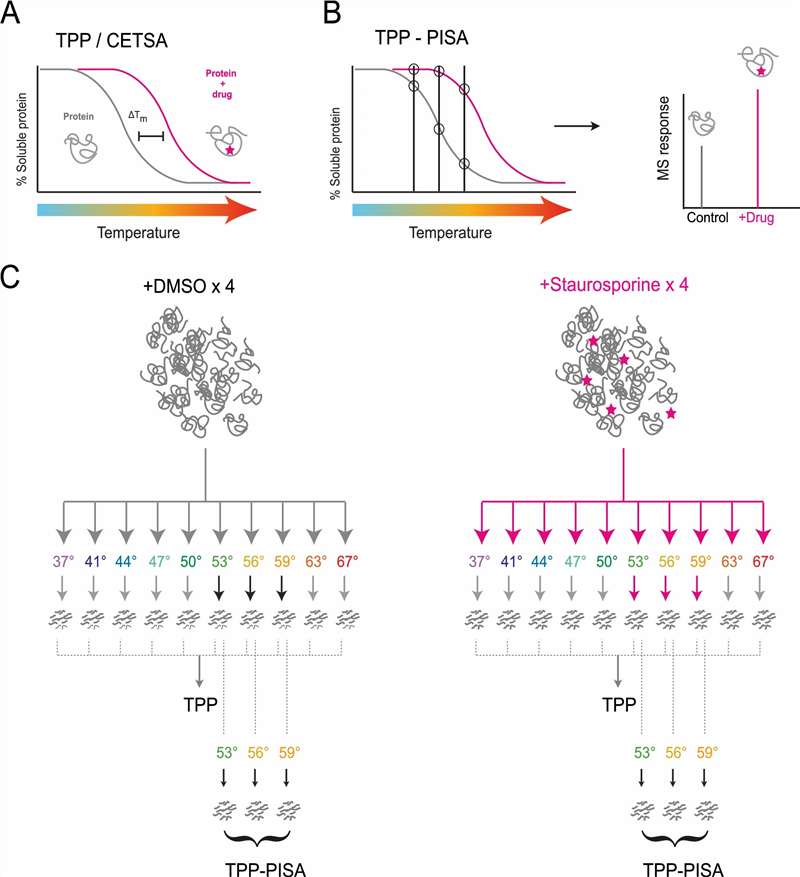 PISA workflow applied to ex vivo rat organs, showcasing distinct target engagement signatures across brain, liver, kidney, and lung tissues.