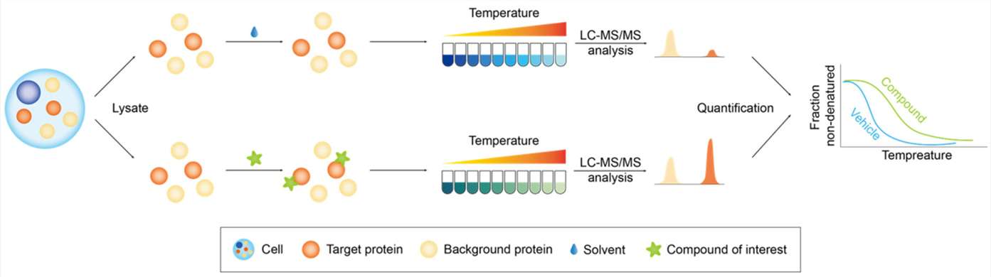 Conceptual workflow of TRAP-MS for high-resolution target identification and binding site mapping