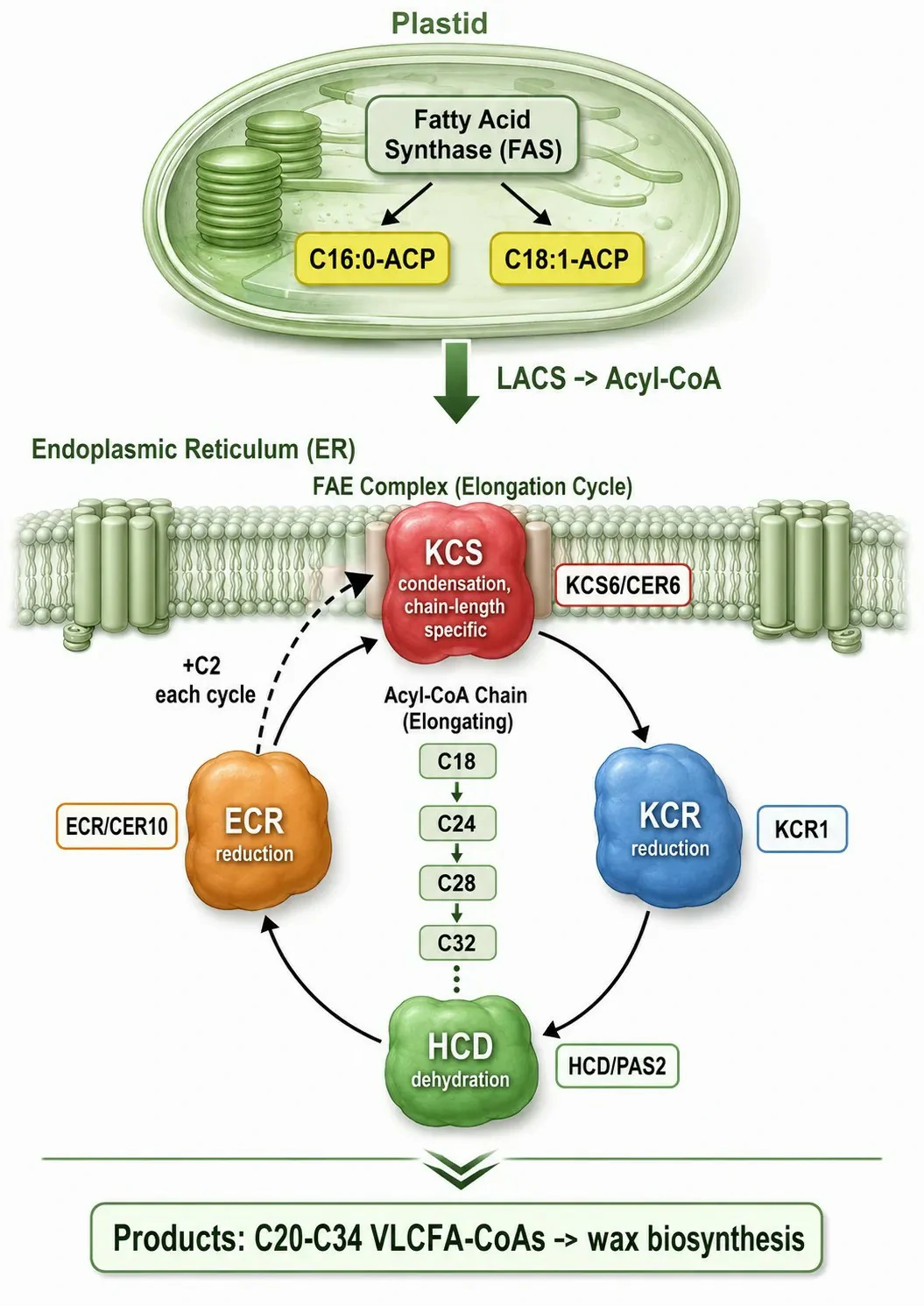 Waxes in Biochemistry: Structure, Biosynthesis, Functions, and Lipidomics Analysis