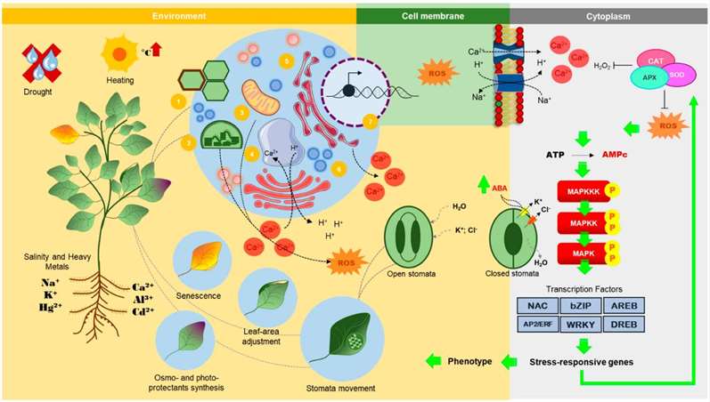 Plant Lipids: Composition, Functions, and Stress Responses