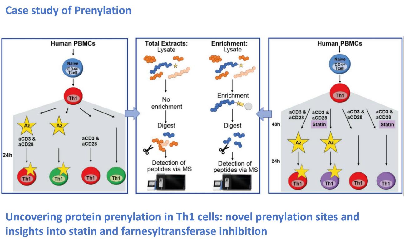 Prenylation case study