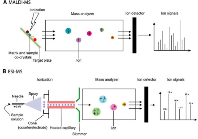 Principles of Proteomics Mass Spectrometry