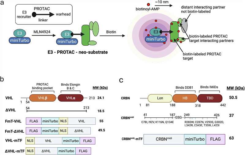 Case study workflow diagram from the ProtacID study (Nat Commun 2025), showing the BioID-based proximity labeling strategy with BirA* fused to the target POI, PROTAC treatment, biotinylation of proximal proteins including the recruited E3 ligase, streptavidin enrichment, and LC-MS/MS identification of PROTAC-dependent interactors.