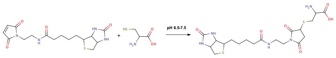 Protein Biotinylation: Techniques, Analysis, and Applications