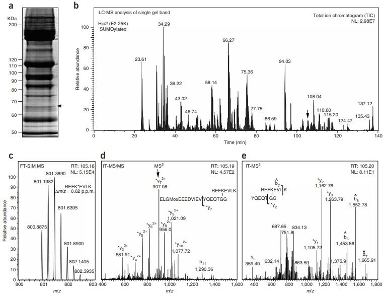 Protein Gel Strip Mass Spectrometry Identification