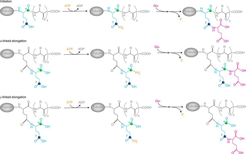 Protein Glutamylation: Molecular Mechanisms, Functional Consequences, and Detection Methods