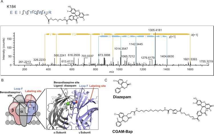 Protein Identification: Peptide Mapping vs. Tandem Mass Spectrometry