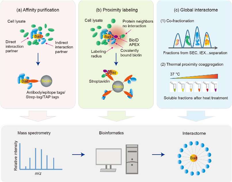 Protein Interactions: Techniques and Significance