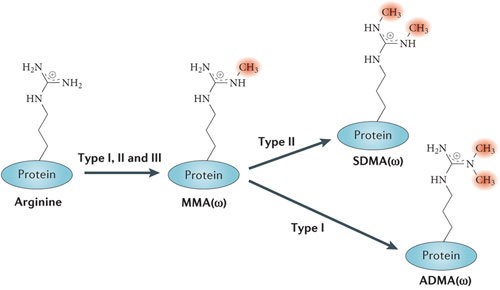 protein-methylation-analysis-1.jpg