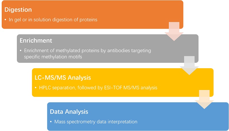 protein-methylation-analysis-2.jpg