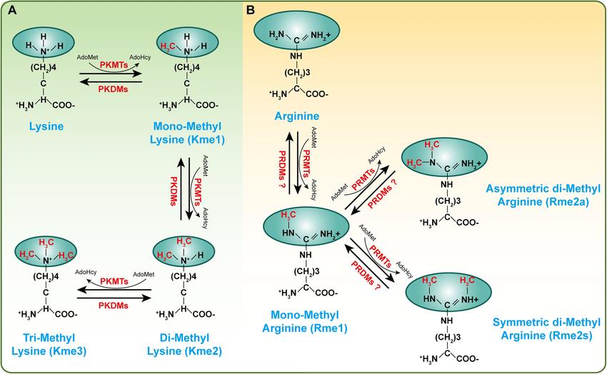 Protein Methylation: Mechanisms, Types, and Implications