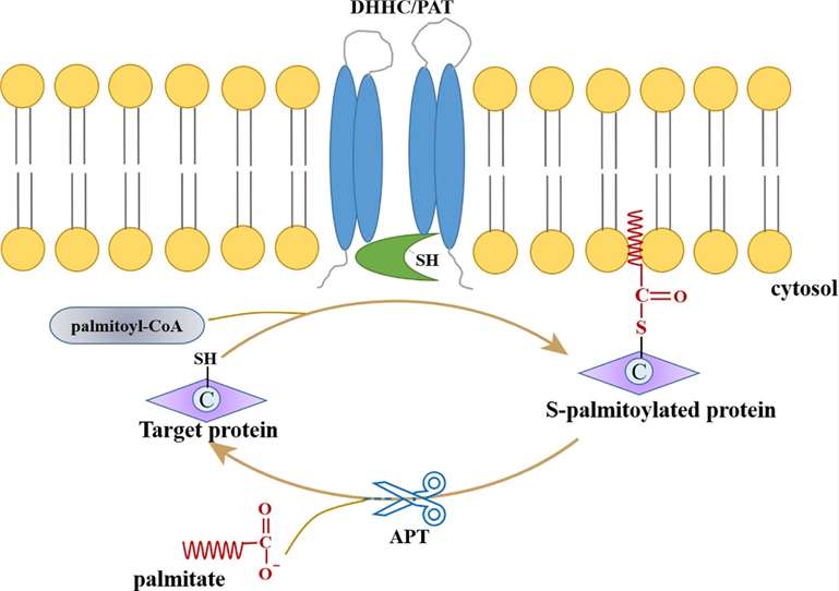 Protein Palmitoylation: Role in Diseases, Research Methods, and Therapeutic Implications