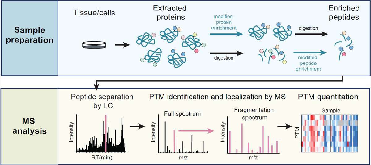 Protein Post-translational Modification Analysis
