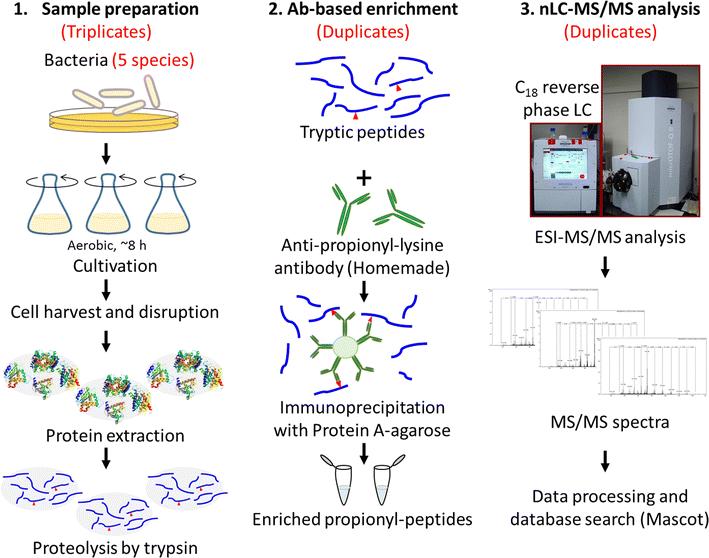 Protein Propionylation: Mechanisms, Significance, and Implications