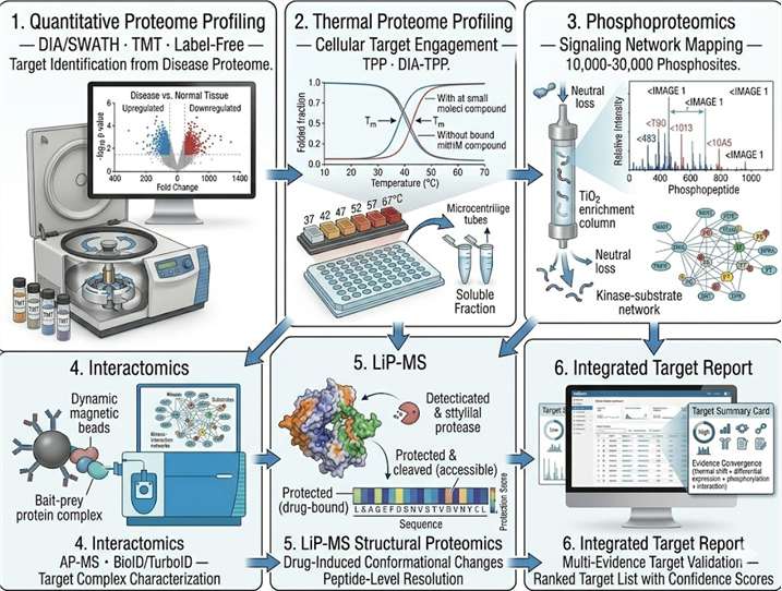 IP-MS HDAC4 interactome identifies HDAC4/HDAC1/HDAC2 epigenetic complex — proteomics-based target discovery case study Figure 1