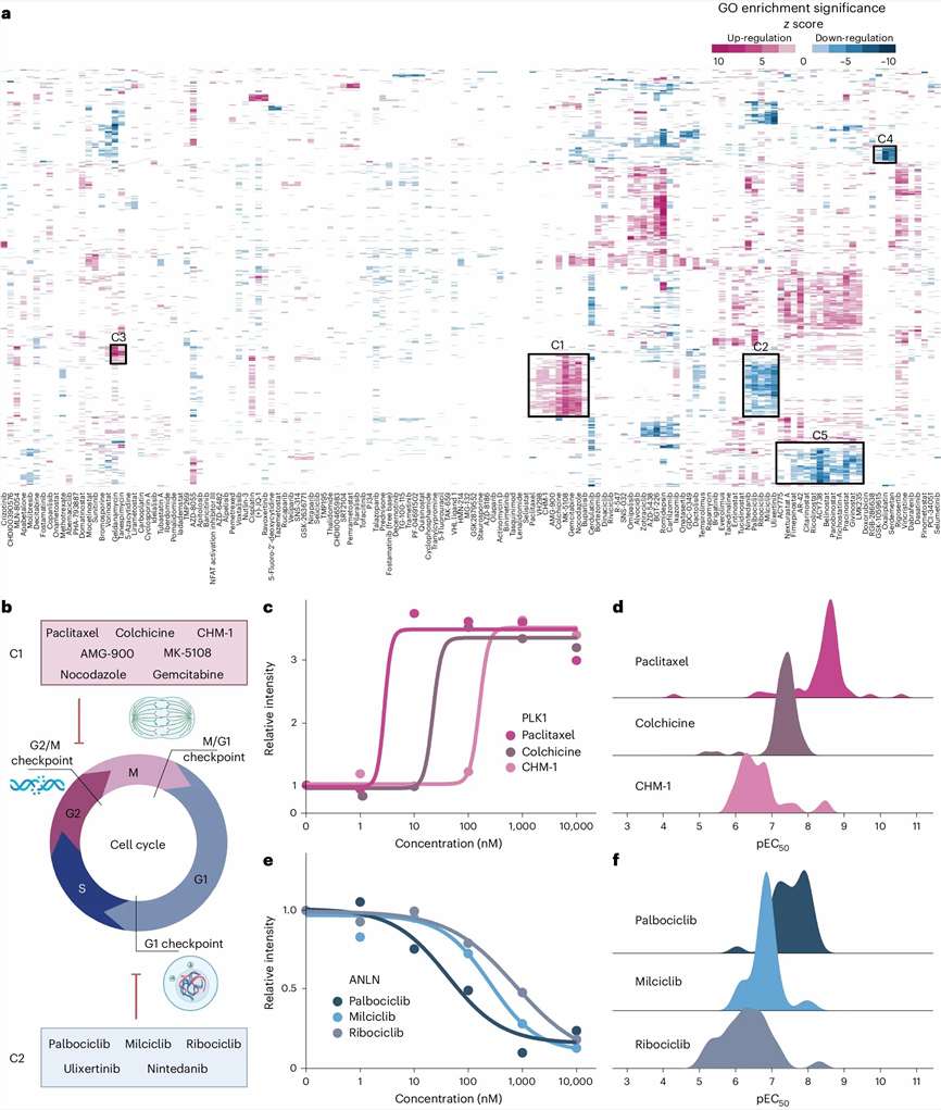 Heatmap of differentially expressed proteins across multiple drug concentrations showing dose-dependent proteome changes in HCT116 cells.