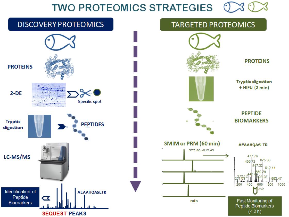 Proteomik iş akışı: keşif ve hedeflenen proteomik